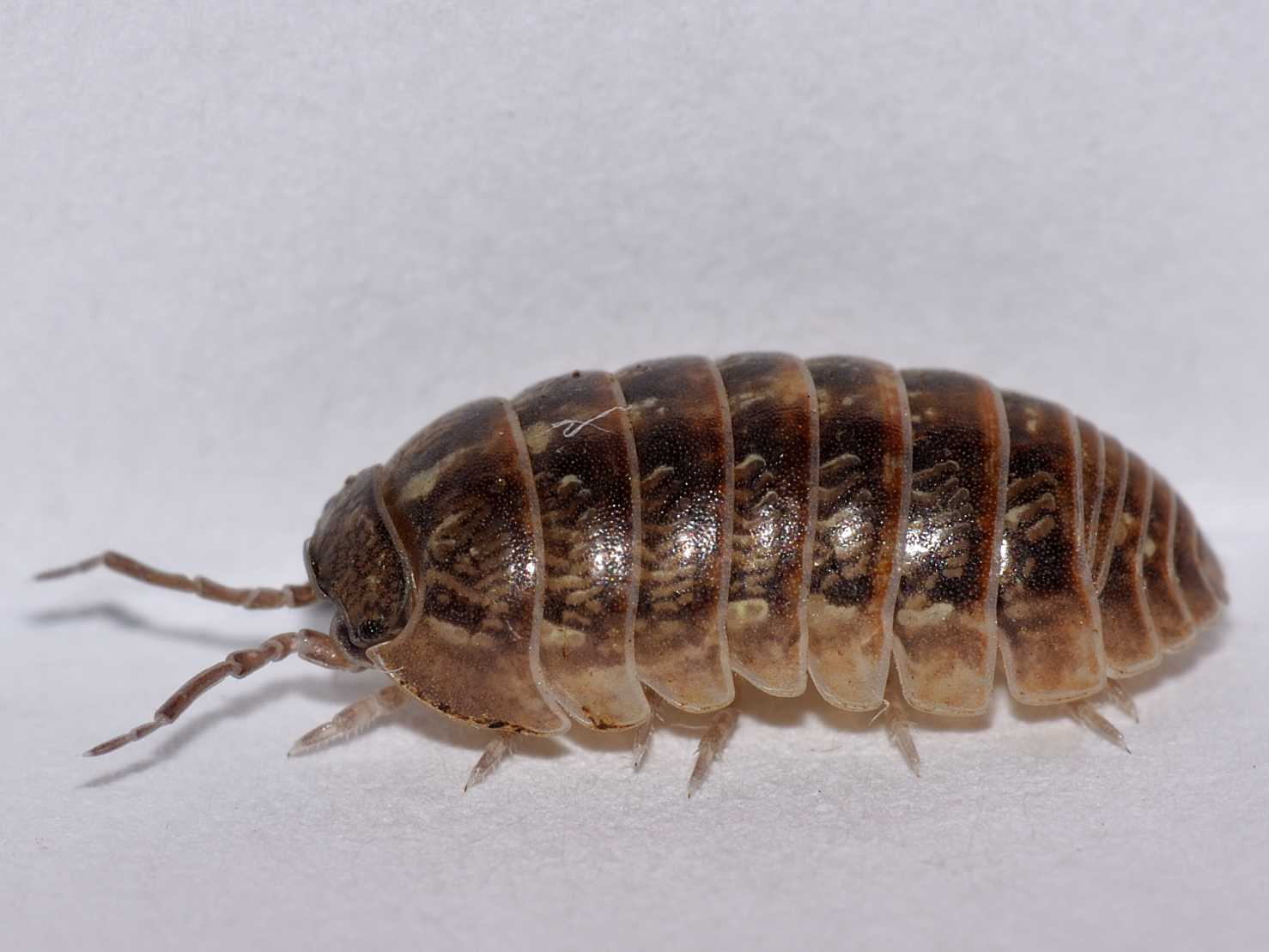 Armadillidiidae - Armadillidium vulgare